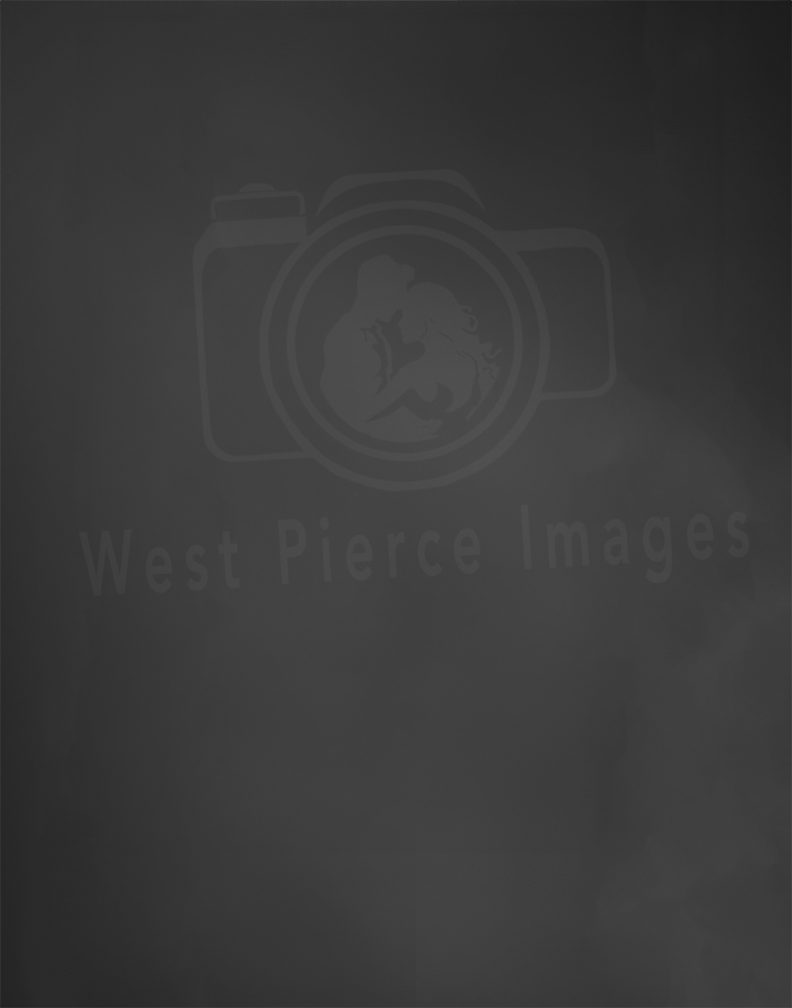 Professional Charcoal