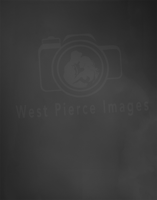 Professional Charcoal